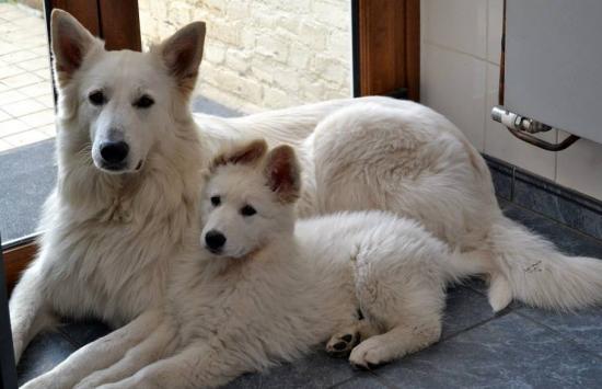 Inook et Flying Dakota