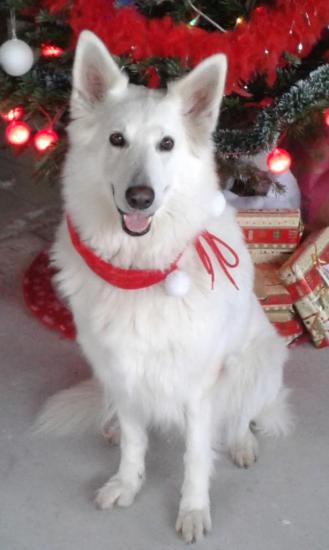 Dakota (Beverlee et Umko Comanchero)
