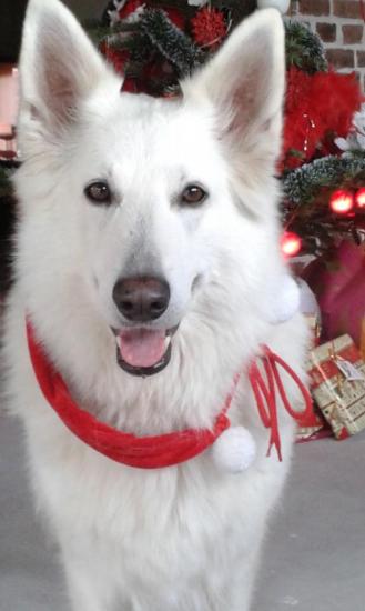 Dakota (Beverlee et Umko Comanchero)