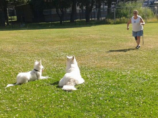 Inook et Fly à l'entrainement
