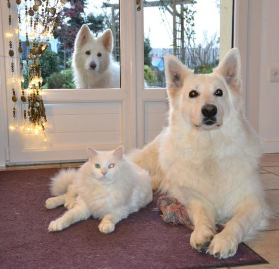 Valkaane (Cheyenne et Targ) et Chinook (Beverlee et Umko Comanchero)