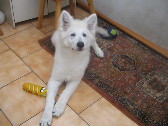 baron