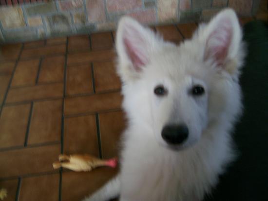 Dakota (M)