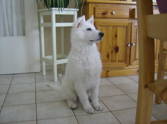 Balian
