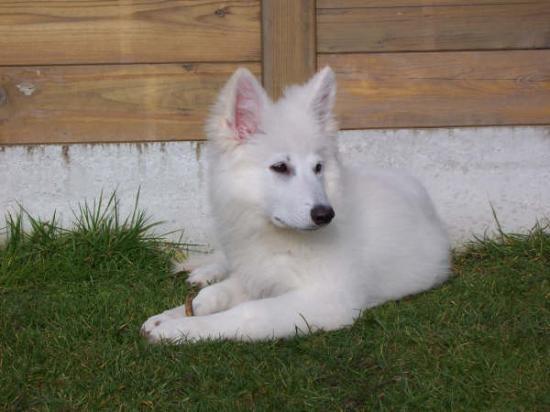 D'cheyenne