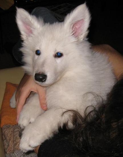 Dai Kiba