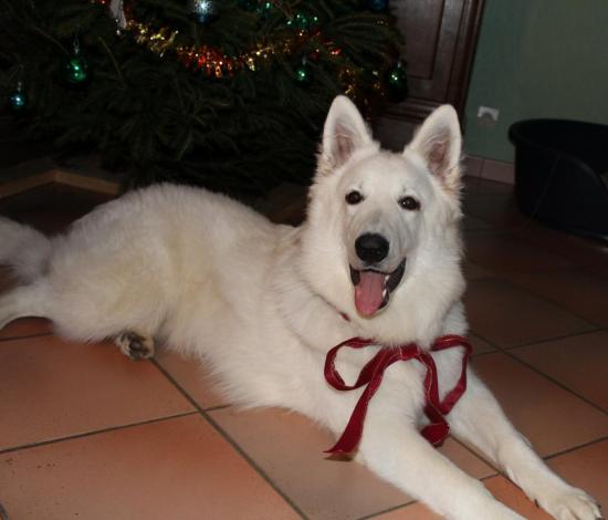Luther (Dakota Sioux et Apache)