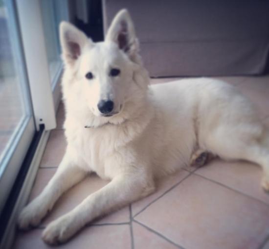 Loki (Dakota Sioux et Apache)